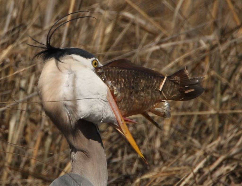 Great Blue Heron with big fish by Frank Miles/U. S. Fish and Wildlife Service - Northeast Region is marked with CC PDM 1.0
